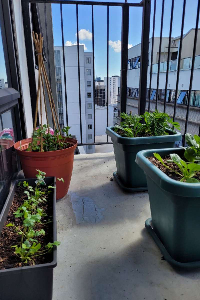 Potted herbs and vegetables on an apartment balcony