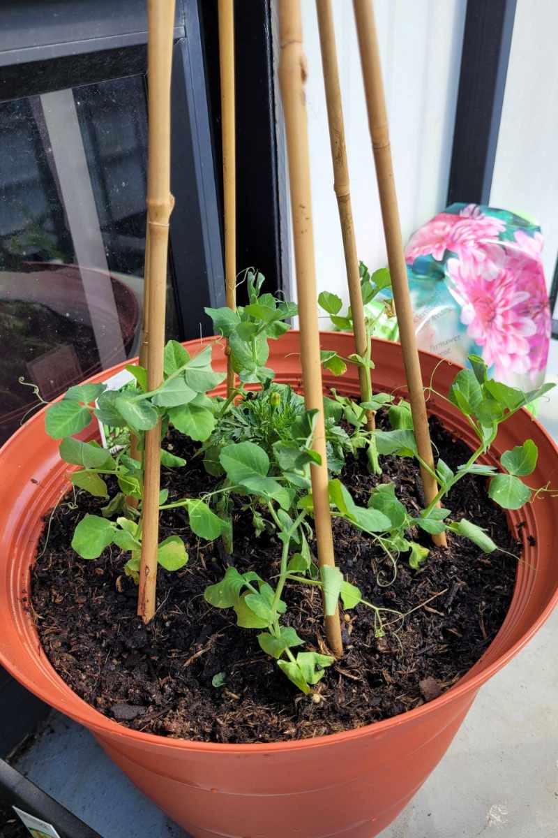 Peas growing in a pot on a balcony