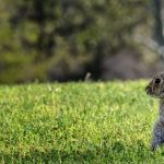 how to keep rabbits off lawn