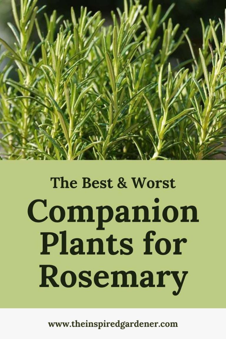 Rosemary Companion Plants The Best (& Worst) Partners