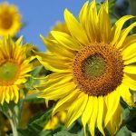 sunflower companion plants