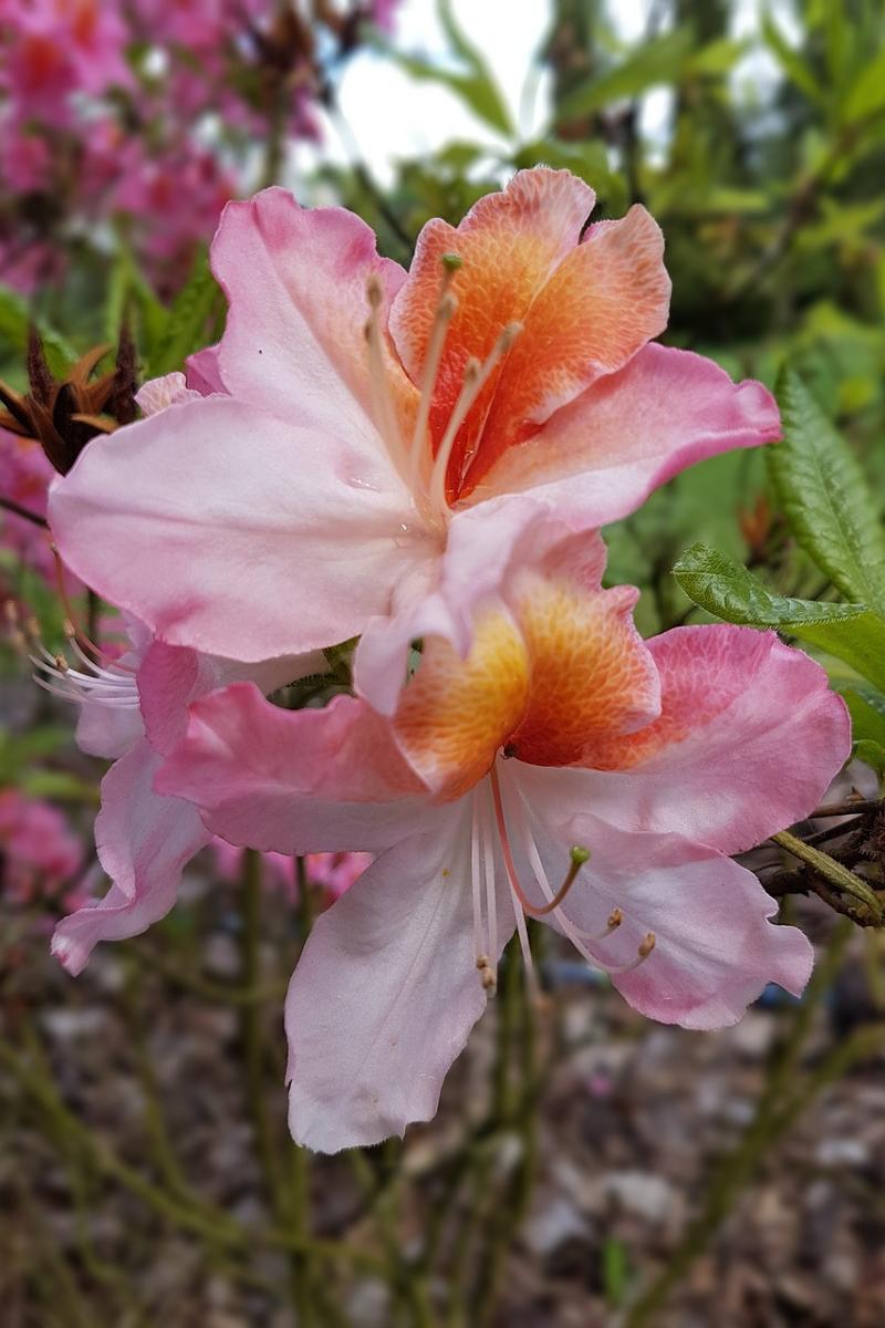 close-up of pink and white azaleas