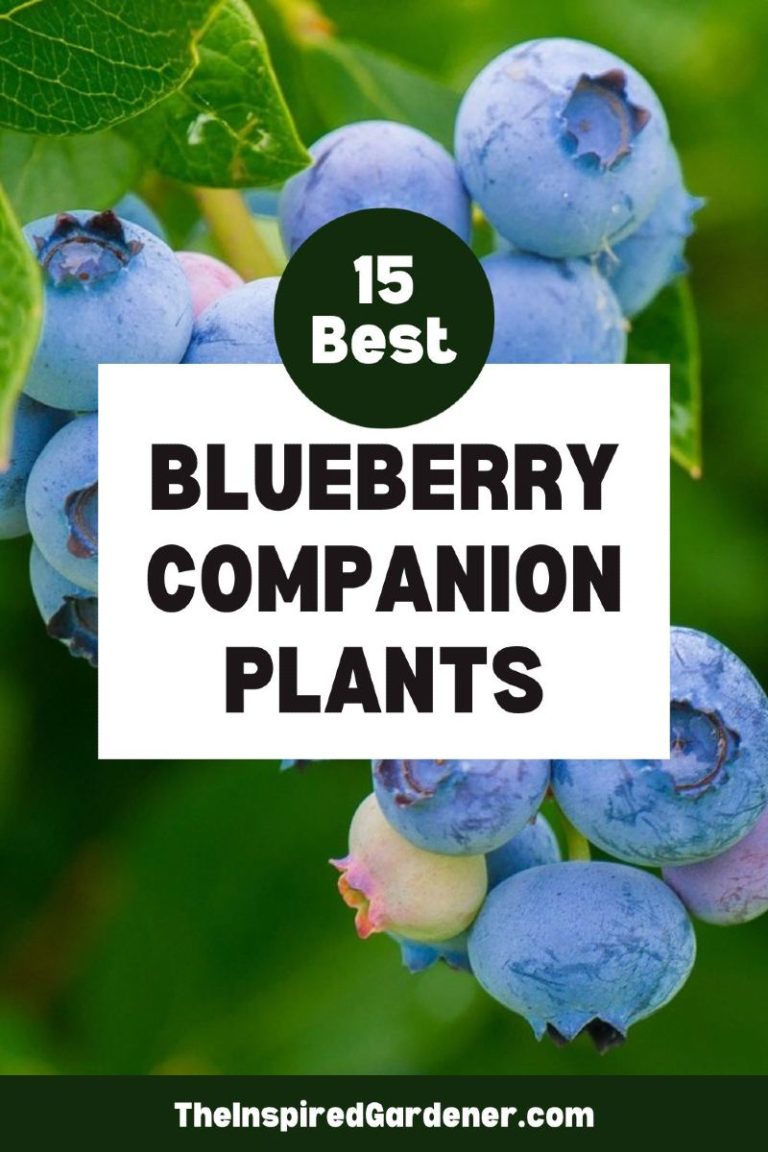 Best Blueberry Companion Plants A Comprehensive Guide