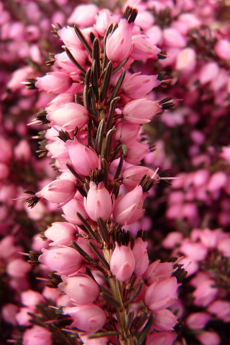 bright pink heather