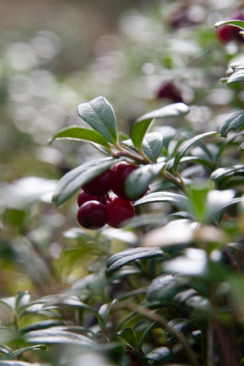 A close-up of lingonberries growing