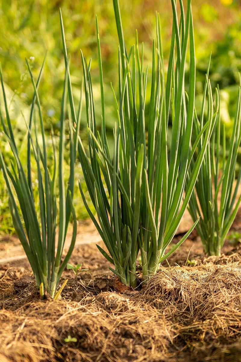 winter onions growing in garden