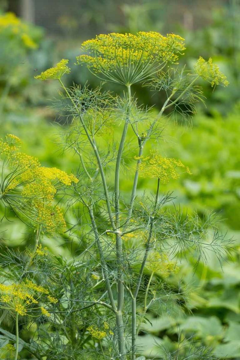 Dill Companion Plants Best Buddies and Some to Avoid